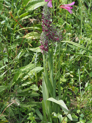 Anacamptis coriophora fragrans