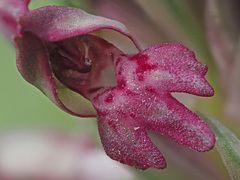 Anacamptis coriophora fragrans