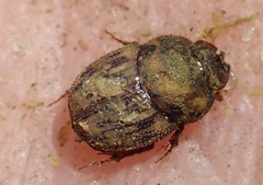 Onthophagus variegatus