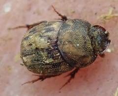 Onthophagus variegatus