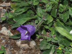 Campanula pelviformis