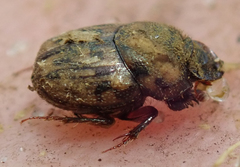 Onthophagus variegatus