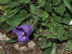 Campanula pelviformis