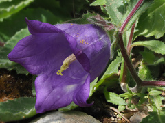 Campanula pelviformis