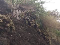 Selaginella tamariscina