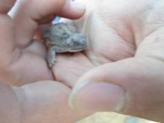 Phrynosoma douglasii