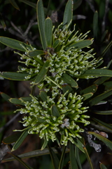 Hakea corymbosa