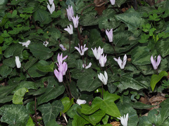 Cyclamen creticum