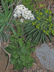 Valeriana asarifolia