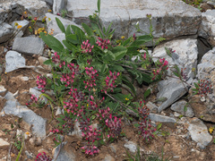 Anthyllis vulneraria rubriflora