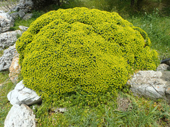 Euphorbia acanthothamnos