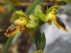 Ophrys lutea phryganae