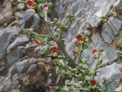 Scrophularia lucida