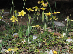 Ranunculus cupreus