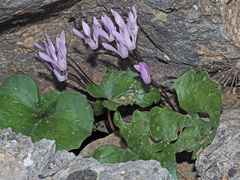 Cyclamen creticum