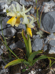Orchis pauciflora