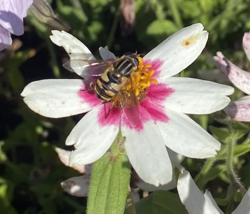 Unknown species found near Ellis Park, Cedar Rapids, IA, US