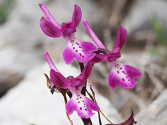 Orchis × sezikiana