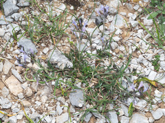 Polygala venulosa