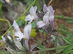 Polygala venulosa