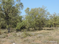 Juniperus thurifera