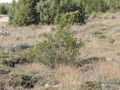 Juniperus thurifera