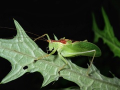 Hexacentrus hareyamai