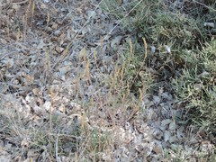 Odontites longiflorus