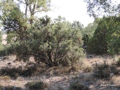 Juniperus thurifera