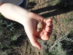 Phrynosoma douglasii