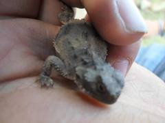 Phrynosoma douglasii