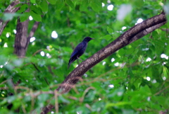 Myophonus caeruleus caeruleus