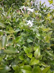 Jasminum polyanthum