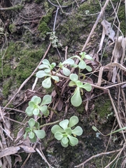 Sedum formosanum