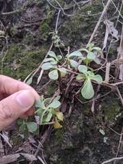 Sedum formosanum
