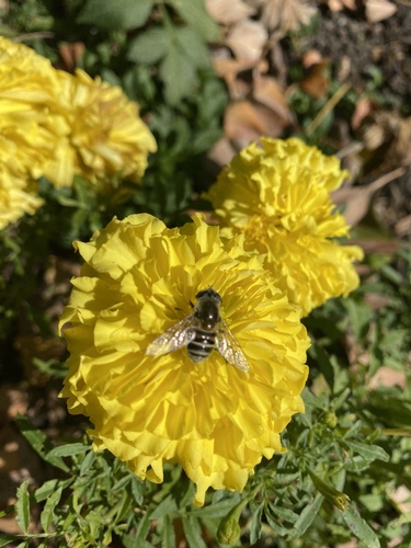 Unknown species found near Ellis Park, Cedar Rapids, IA, US