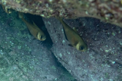 Pempheris compressa
