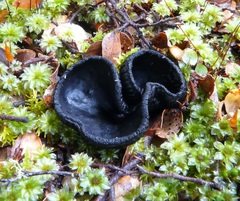 Plectania rhytidia