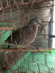 Streptopelia chinensis