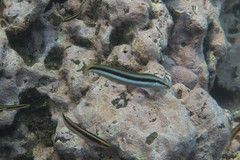 Aspidontus dussumieri