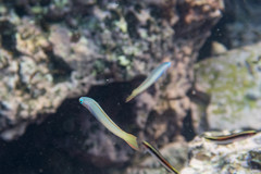 Ptereleotris monoptera