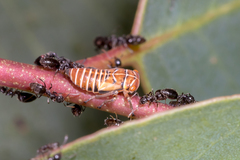 Eurymeloides punctata