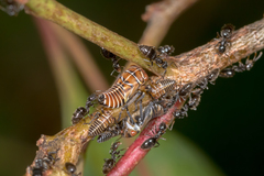 Eurymeloides punctata