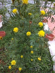Tagetes erecta