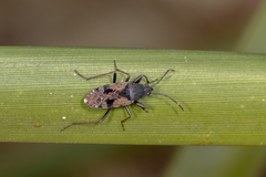 Euander lacertosus