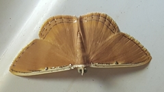 Palyas pallicosta