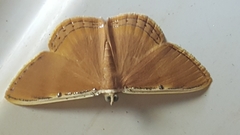 Palyas pallicosta