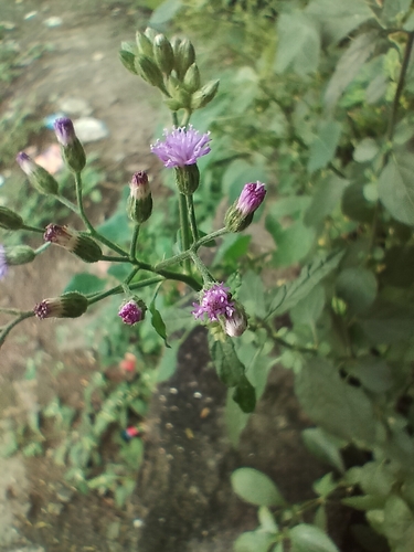 little ironweed