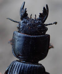 Passalidius fortipes