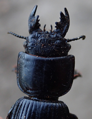 Passalidius fortipes
